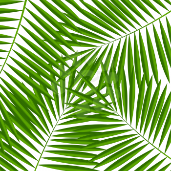 Palm Leaf  Background Isolateed Vector Illustration EPS10