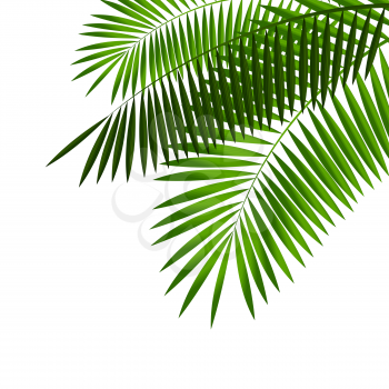 Palm Leaf. Isolated on White Background. Vector Illustration EPS10