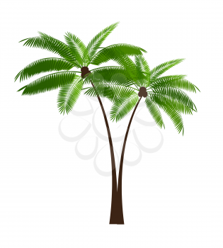 Palm Leaf. Isolated on White Background. Vector Illustration EPS10