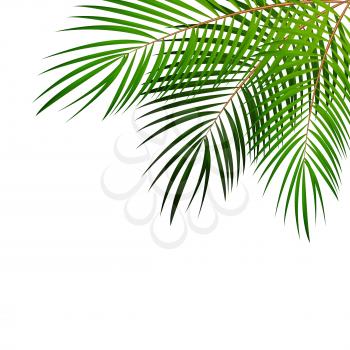 Palm Leaf Vector Background Isolated Illustration EPS10