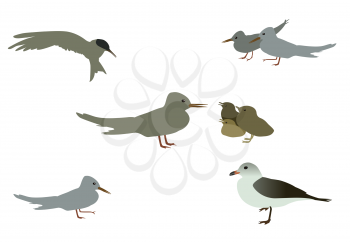 Set of Seabird seagull. Isolated on White background. Vector Illustration. EPS10