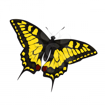 Butterfly Vector Illustration EPS10