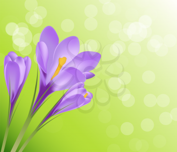Vector illustration crocus flower background