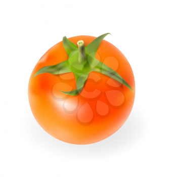 Fresh Tomatoes Isolated on White Background Vector Illustration. EPS10