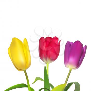 Floral background with Tulips Vector Illustration EPS10