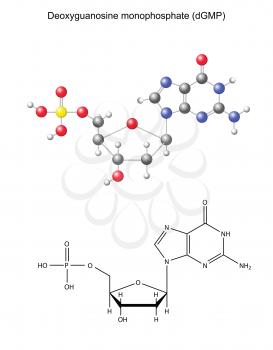 Structural chemical formula and model of deoxyguanosine monophosphate (DNA component), 2D and 3D illustration, isolated on white background, vector, eps 8