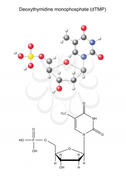 Structural chemical formula and model of deoxythymidine monophosphate (DNA component), 2D and 3D illustration, isolated on white background, vector, eps 8