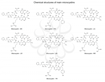 Chemical structural formulas of main microcystins - cyanotoxins, 2d illustration, skeletal style, isolated on white background, vector, eps 8