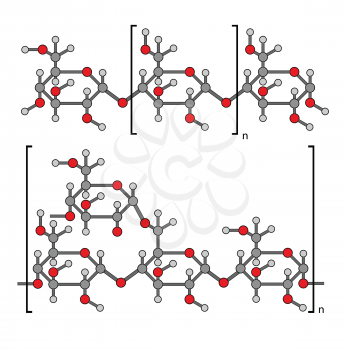 Structural chemical components of starch: amylose, pectin, 2d illustration, isolated on white background, circles and sticks style, vector, eps 8