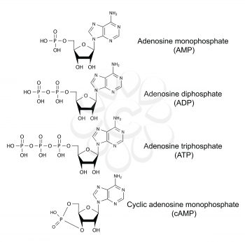 Structural chemical formulas of adenosine phosphates (adenosine monophosphate, adenosine diphosphate, adenosine triphosphate, cyclic adenosine monophosphate), 2D illustration, vector, isolated on whit