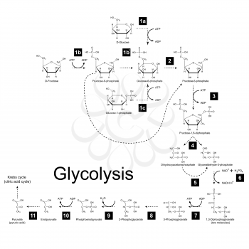 Chemical scheme of glycolysis metabolic pathway, 2d illustration on white background; vector, eps 8