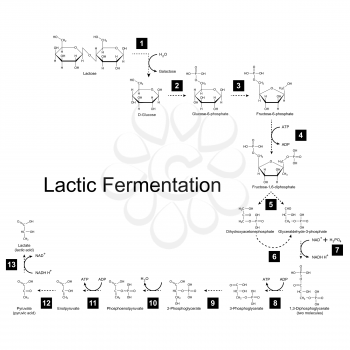Chemical scheme of lactic fermentation metabolic pathway, 2d illustration on white background; vector, eps 8