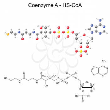 Structural chemical formula and model of Coenzyme-A - HS-CoA, 2d and 3d illustration, vector, eps 8