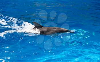 Dolphin splashes of sea water, indoors shot
