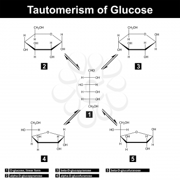 Tautomerism of glucose, different sugar forms, 2d vector, eps 8