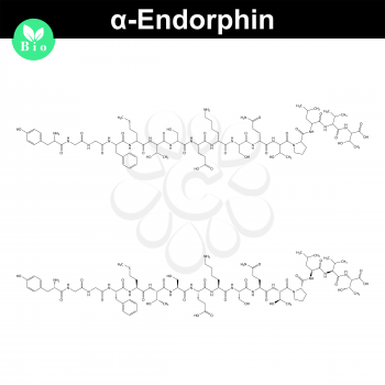 Alpha endorphin chemical structure, endogenous morphine substance, 2d chemical vector sign, isolated on white background, eps 8