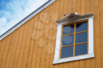 Seagull sits in the nest on yellow wooden wall