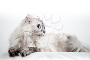 White American Curl cat with pointed color fur. Closeup studio photo