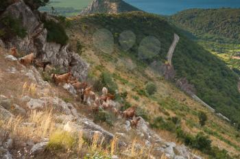 Herd of brown goats in Montenegro coastal mountains
