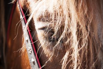 Close up tired horse portrait. Selective focus