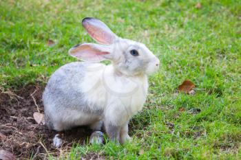 Gray and white rabbit sitting on green grass meadow