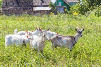 Few goats on a pasture in sunny summer day