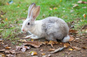 Gray and white rabbit sitting on green grass