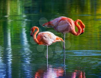 Two pink flamingos standing in the water with reflections. Stylized photo, with colorful tonal correction filter effect