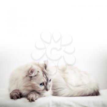 White American Curl cat with pointed color fur. Close-up studio photo