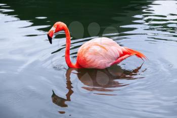 Pink flamingo walks in the water with reflections