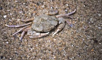 Small crab on seashore sand. Close-up photo