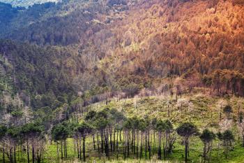 Wild mountain forest landscape. South of Corsica island, France. Colorful tonal correction photo filter effect