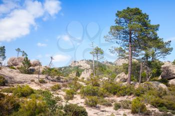 Wild mountain landscape with pine trees. South part of Corsica island, France