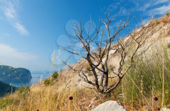 Dead dry tree on the coastal cliff in Montenegro