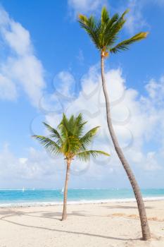 Two palm trees growing on sandy beach. Coast of Atlantic ocean, Dominican republic