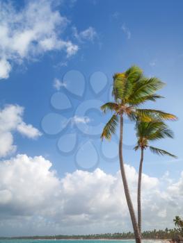 Two palm trees grow on sandy beach. Coast of Atlantic ocean, Dominican republic