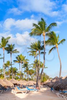 Palm trees, umbrellas and sunbeds on a sandy beach. Coast of Atlantic ocean, Dominican republic. Punta Cana