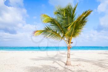Palm tree on sandy beach. Coast of Atlantic ocean, Dominican republic
