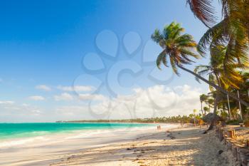 Palm trees on a sandy beach. Coast of Atlantic ocean, Dominican republic