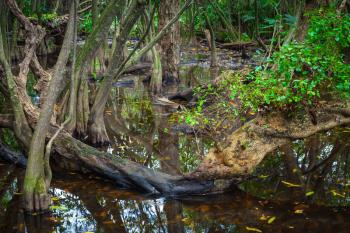 Wild tropical forest landscape with mangrove trees and plants growing in water