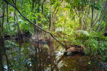Wild tropical forest landscape with mangrove trees growing in water