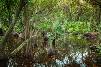 Tropical forest landscape with mangrove trees growing in the water
