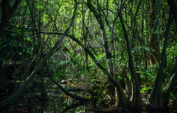 Dark tropical forest landscape with mangrove trees growing in the water