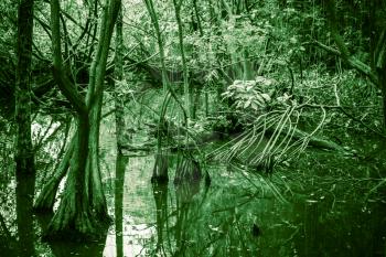 Wild tropical forest landscape, mangrove trees growing in the water, green toned monochrome photo