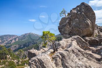 Wild mountain landscape, small pine trees grow on rocks. South part of Corsica island, France