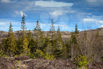 Norwegian mountain forest background. Wild spruces