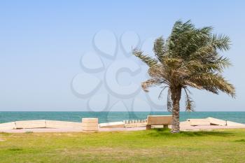Palm and bench on the coast of Persian Gulf, Saudi Arabia