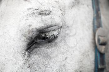 The eye of a white horse close-up photo with selective focus