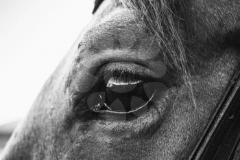 The eye of a horse close up black and white photo with selective focus