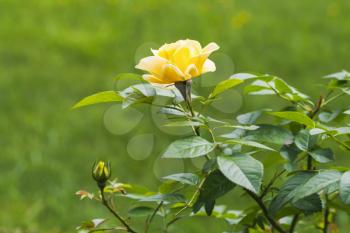 Yellow rose in summer garden. Close-up photo with selective focus